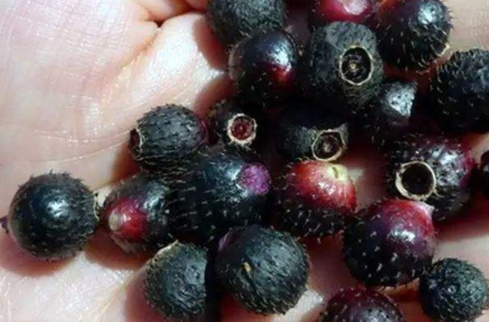 农村秋天最常见的植物,小孩摘果实当零食吃,枝叶入药还能治痔疮