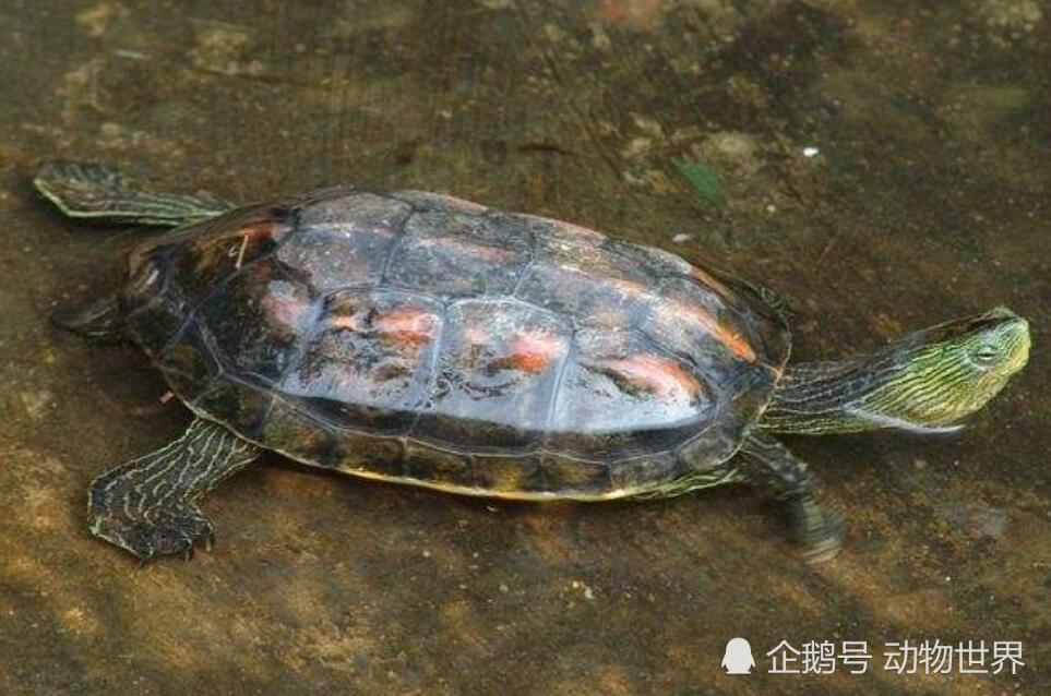 这种经常被端上餐桌的龟类 其实也是国家保护动物
