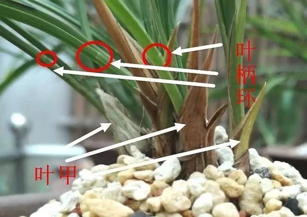 兰花叶甲在换盆后枯了,什么原因?不要着急!