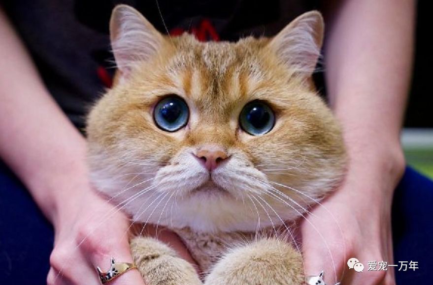 金渐层猫是英短里的土豪金 3款常见色 哪一款让你 更爱
