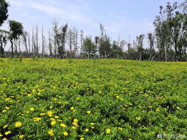 旅游|唯美|锦江大道|成都|江家艺苑|拉萨|湿地|十一假期|三圣乡|乖鞍