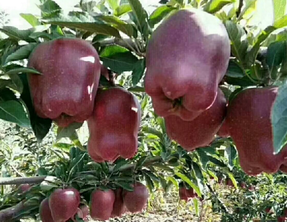 花牛蘋果的品質真的是沒的說,要不然也不會和美國蛇果,日本紅富士被評