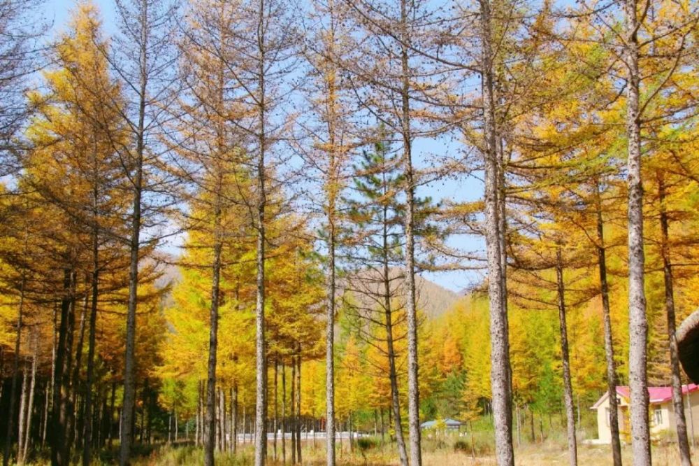 "十一"假期第二天,游客们逛次逛次纷至沓来,悠闲的浪森林公园,野荷谷