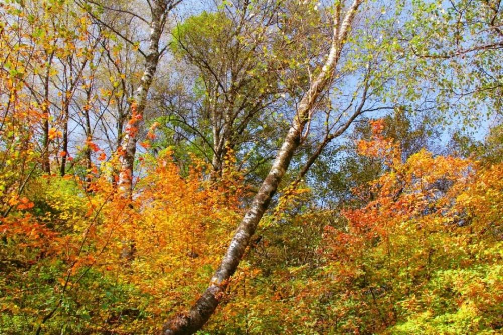 "十一"假期第二天,游客们逛次逛次纷至沓来,悠闲的浪森林公园,野荷谷