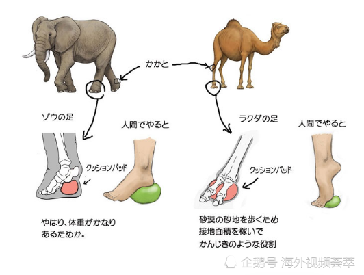 腾讯内容开放平台