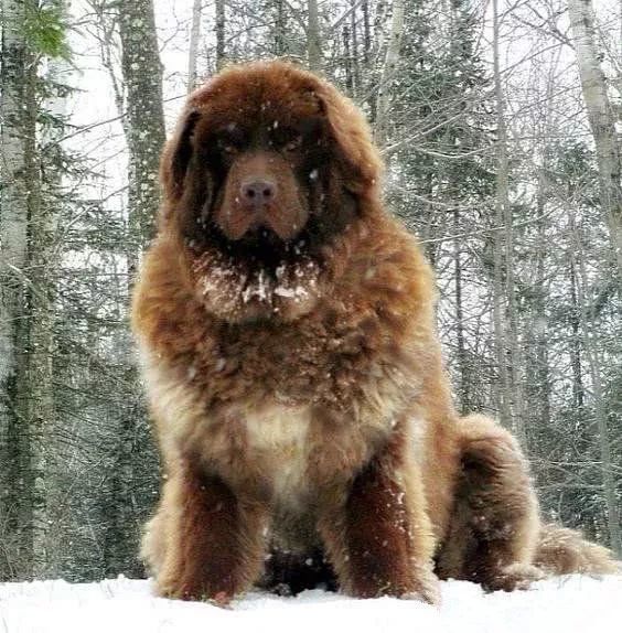 北欧巨兽 高加索犬 俄罗斯国宝犬种 养了这狗才是真有安全感