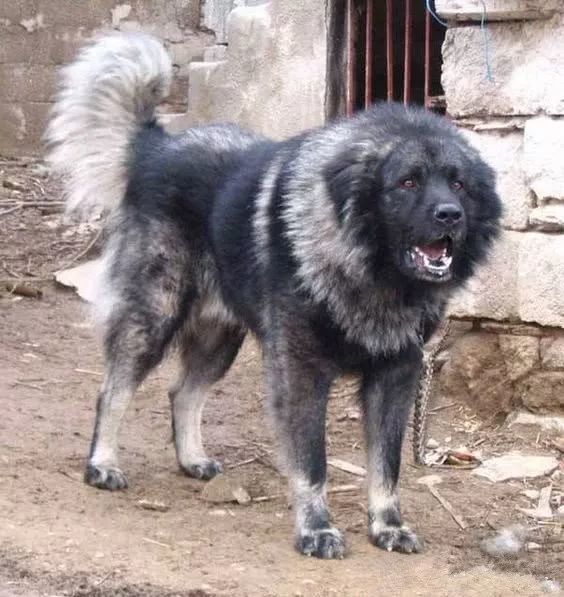 北欧巨兽 高加索犬 俄罗斯国宝犬种 养了这狗才是真有安全感