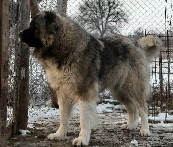 北歐巨獸高加索犬俄羅斯國寶犬種養了這狗才是真有安全感