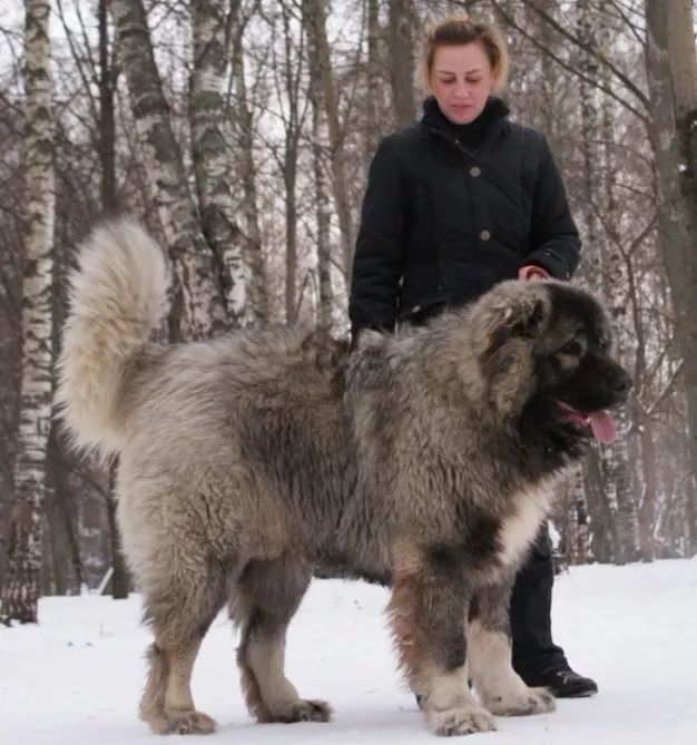 北歐巨獸高加索犬俄羅斯國寶犬種養了這狗才是真有安全感