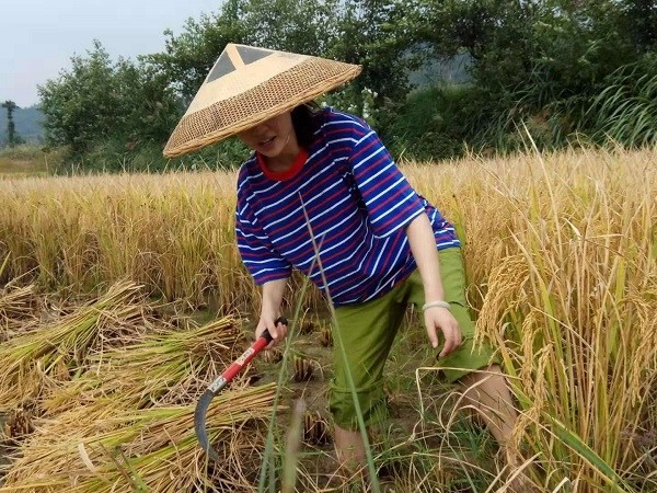 湘西苗语电影《老家故事》在省苗学学会2019年研讨会上展映