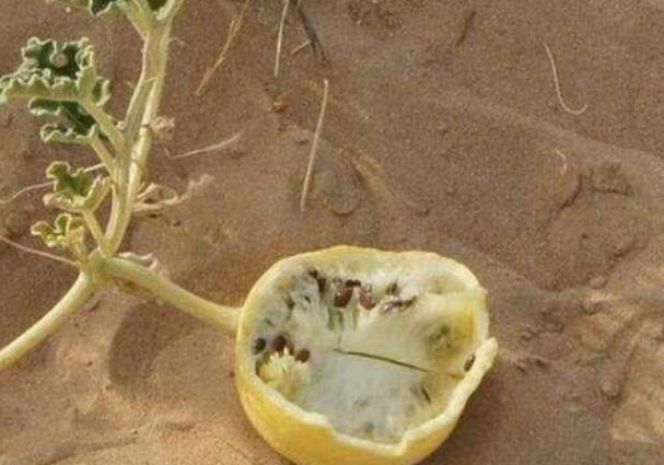 "和我们平时吃的西瓜从表面上看是没什么差别,这种西瓜叫做" 药葫芦"