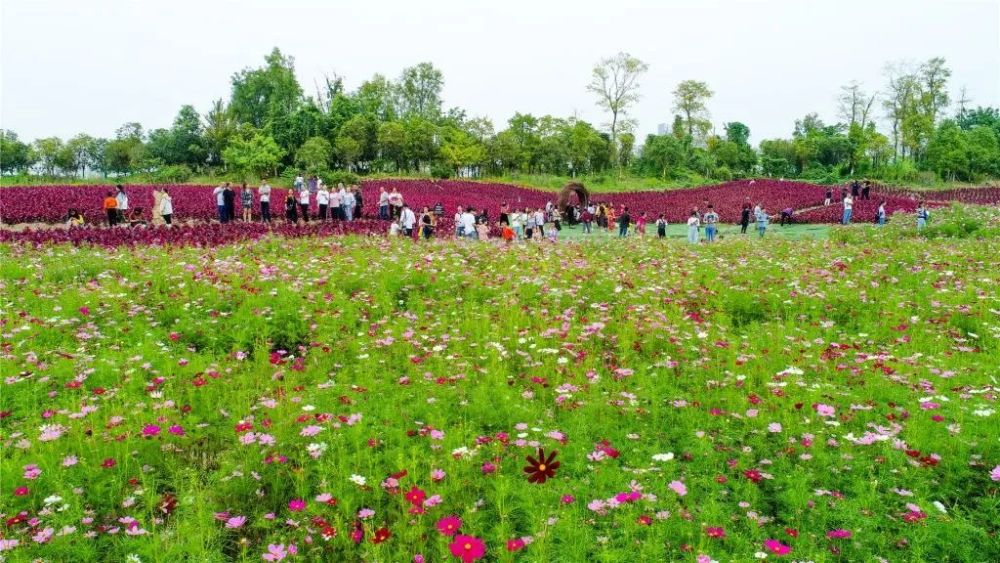 又香又美!聖蓮島百合花,醉蝶花,格桑花等競相綻放