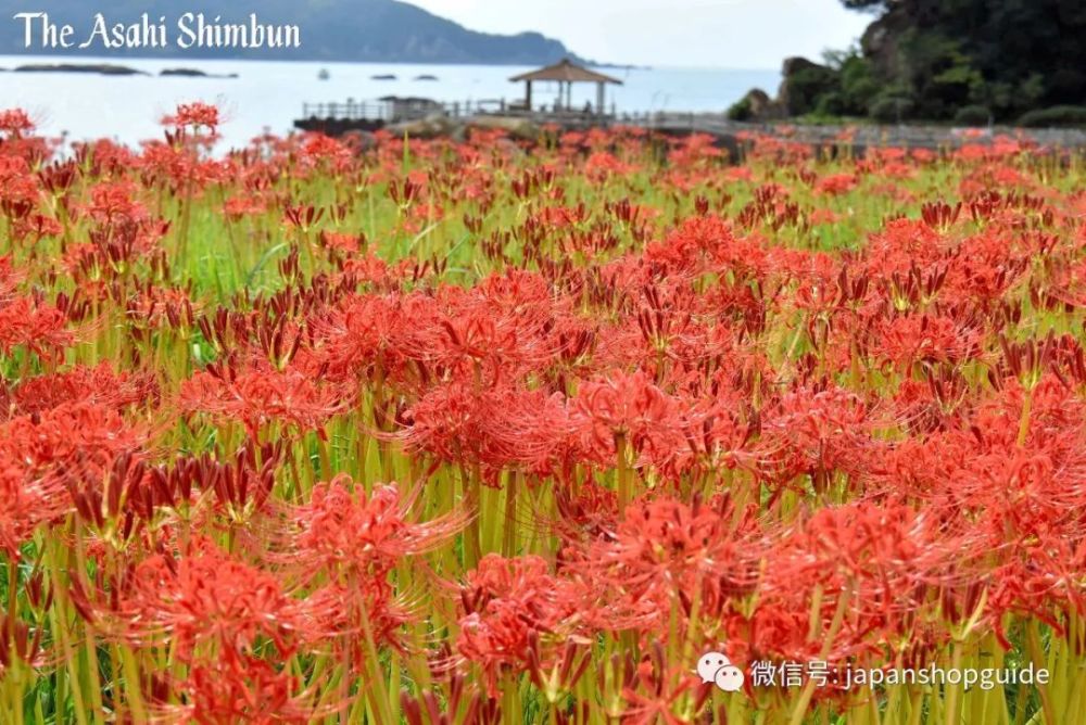 高知 土佐清水石蒜花满开火红的花海随风摇曳