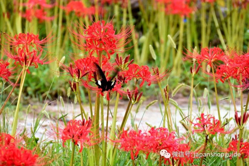 高知 土佐清水石蒜花满开火红的花海随风摇曳