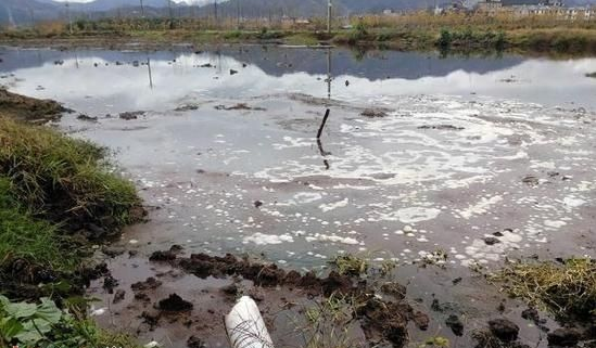 現代養牛廠排放出來的牛尿牛糞嚴重地汙染河流生活水源