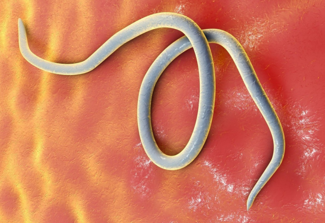 寄生虫是如何"攻占"一个人的大脑?看完这一篇,再也不敢乱吃了