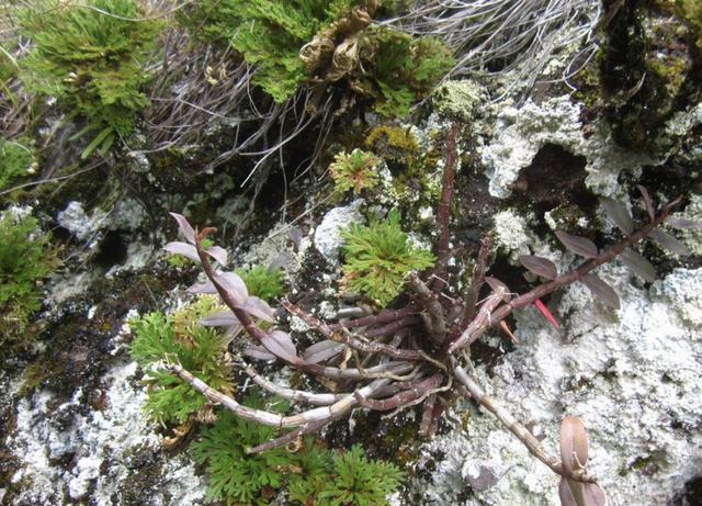 1种不起眼的 植物 生长在山脚下 被称为 石柏 看着高贵