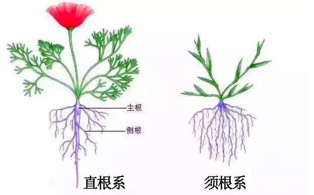 植物 从 根 本上辨别