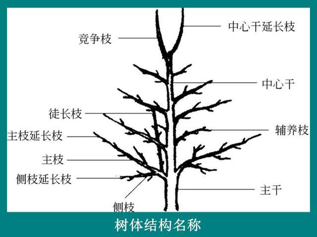 樱桃树栽培技术樱桃树与修剪相关的各部位名称