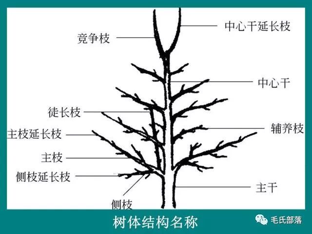 樱桃树与修剪相关的各部位名称