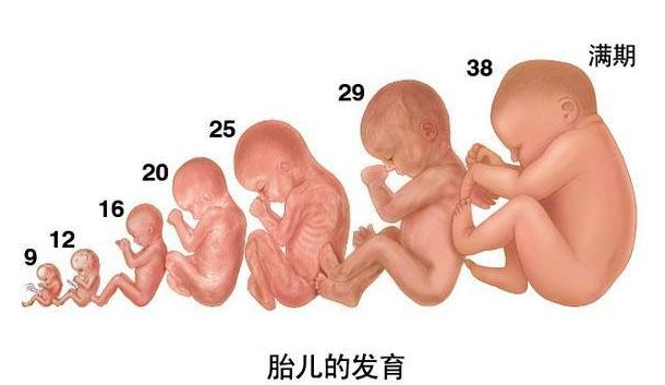怀孕几个月胎儿四肢长全 这个阶段容易胎停 流产和畸形 别大意 腾讯新闻