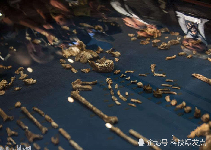 在19世纪70年代的时候,科学家们首次发现了法贝骨的