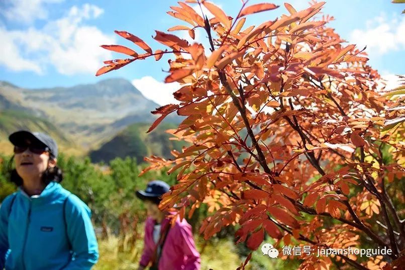 秋之立山换新装室堂平红叶迎观赏佳期