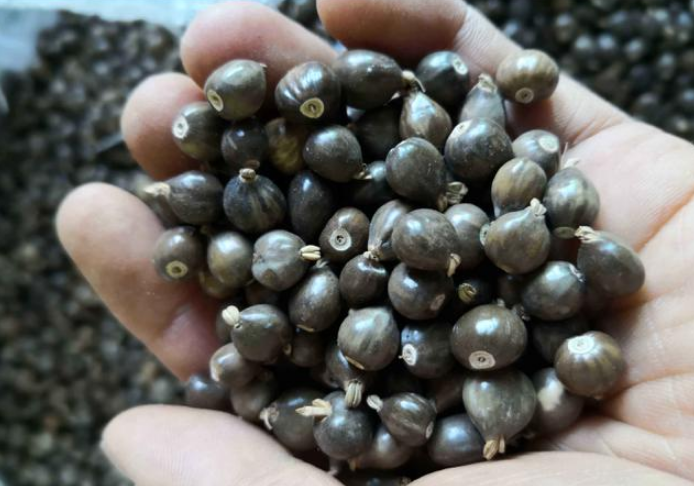 野外一种"草珠子",小时候做手串,传言戴手上会吸血,是真的吗