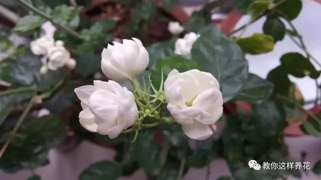 爆盆|老花匠的“秘方”，自制养花“黑水”，浇盆里1月就“爆盆”！