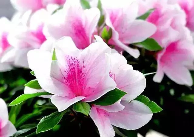 爆盆|老花匠的“秘方”，自制养花“黑水”，浇盆里1月就“爆盆”！