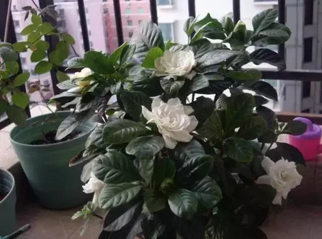 爆盆|老花匠的“秘方”，自制养花“黑水”，浇盆里1月就“爆盆”！