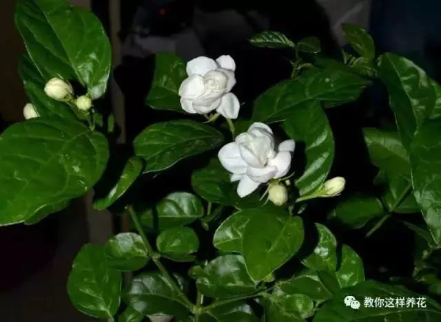 爆盆|老花匠的“秘方”，自制养花“黑水”，浇盆里1月就“爆盆”！