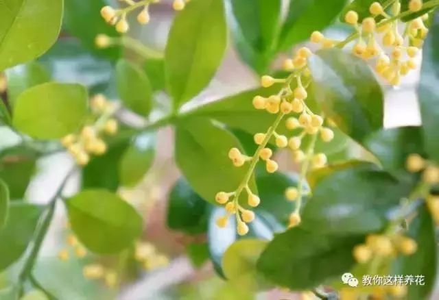 爆盆|老花匠的“秘方”，自制养花“黑水”，浇盆里1月就“爆盆”！