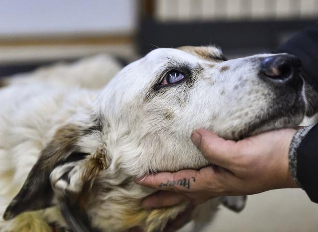 狗狗舔人很常见,但舔耳朵又是怎么回事?揭秘狗狗舔耳朵五大原因