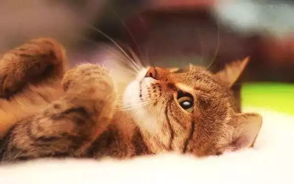 猫泛白血球减少症的传染途径 症状及防治的方法
