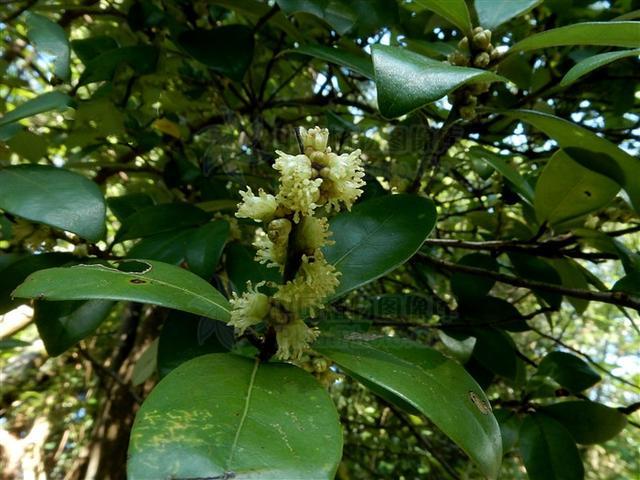 豺皮樟,见过吗?可用于风湿性关节炎,腰腿痛