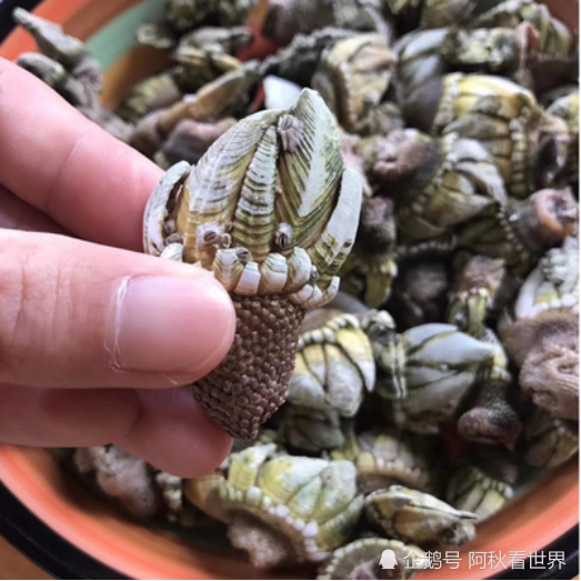 大家看到图片一定会大吃一惊,这种又丑又怪的东西,怎么会价格如此之高