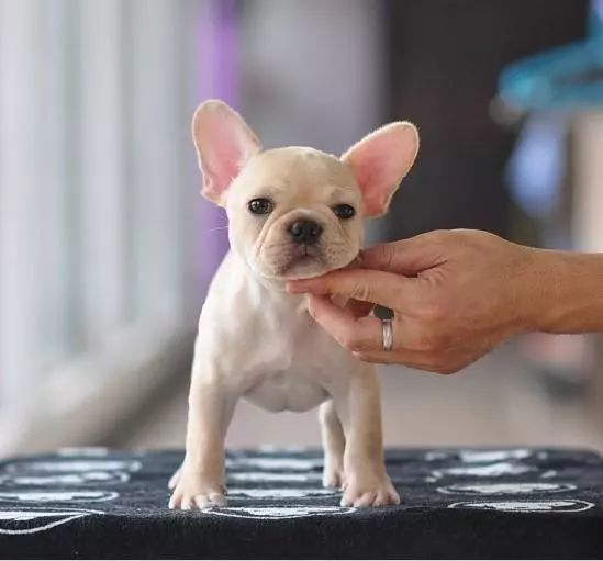 小時候 法國鬥牛犬 法國鬥牛犬不管是小時候還是長大後都是一副蠢萌