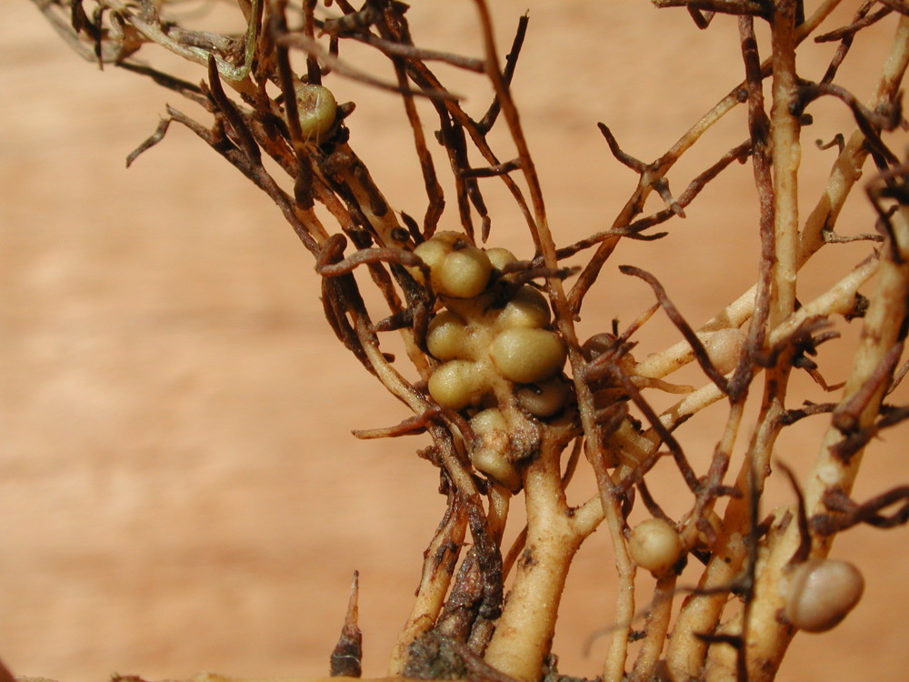 那是豆类植物的氮素工厂,在根瘤里,植物把自己的一些糖类分给根瘤菌