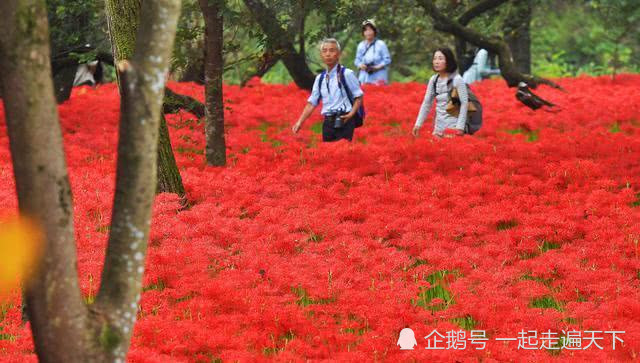 百万株彼岸花绽放 红色花海 犹如美丽的红地毯