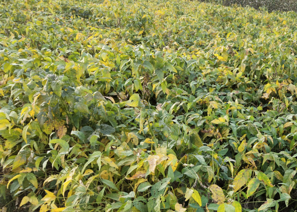 大豆明年可以重茬种植吗?