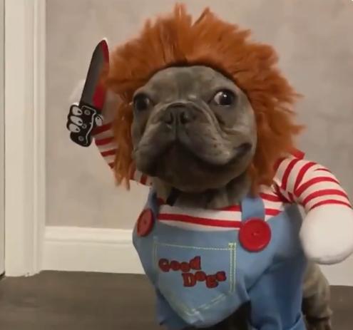 狗狗穿着鬼娃服装,手里挥着刀,真有种恰吉在追杀人的感觉