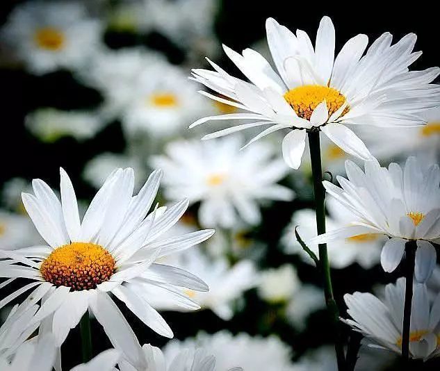 我爱菊因它具有清寒傲雪超凡脱俗天然淡泊的品格