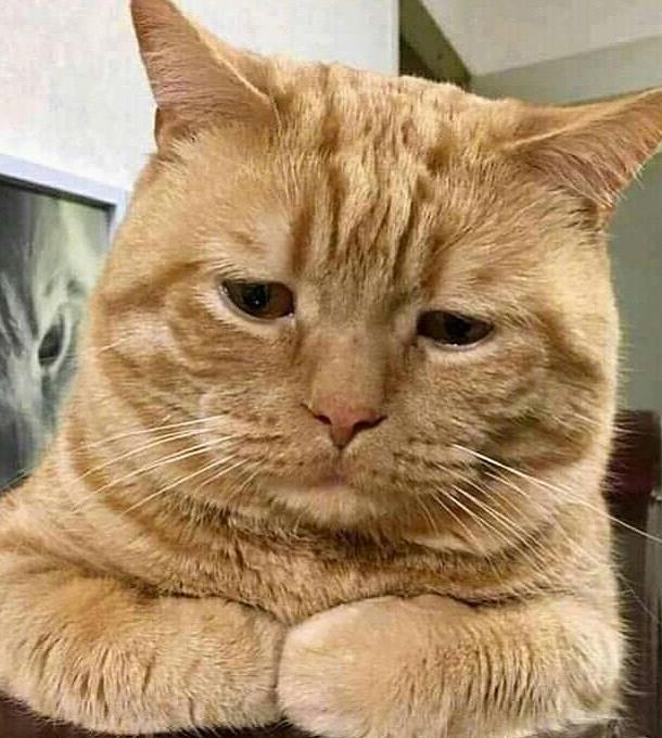 宠主晒一只悲伤的橘猫,面对吃的都提不起兴趣,这是怎么了?