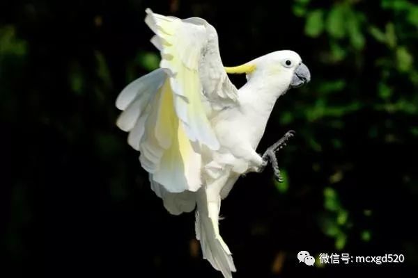 漂亮 聪明的宠物鸟 小葵花凤头鹦鹉 很多人都喜欢养 但是它的叫声很多人都接受不了