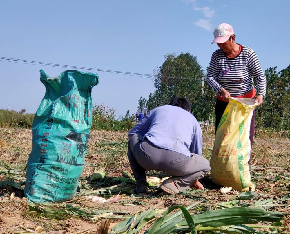 丰县欢口镇:蓝天白云之下,玉米地里捡棒子的农人们!