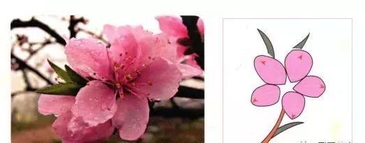 观察角度不同,同样也会导致花朵姿态的变化,不同角度的桃花,花瓣画法