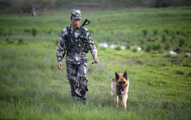 警犬每天伙食费45,军犬更高,一天80,飞行员标准