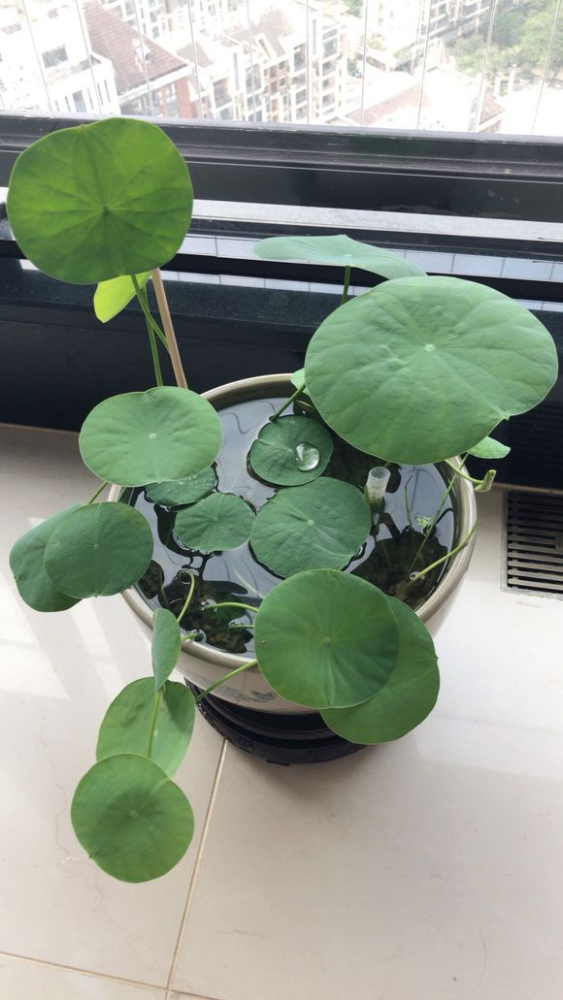 碗莲开满盆教你配置荷塘泥越臭越好30天开出小荷花