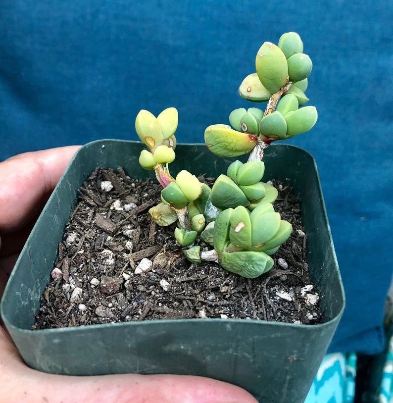 叶子上有棱角的多肉植物 还能开花的鹿角海棠 特容易扦插繁殖